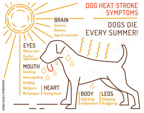 Dog heat stroke symptoms. Medical infographic. Landscape veterinarian poster.