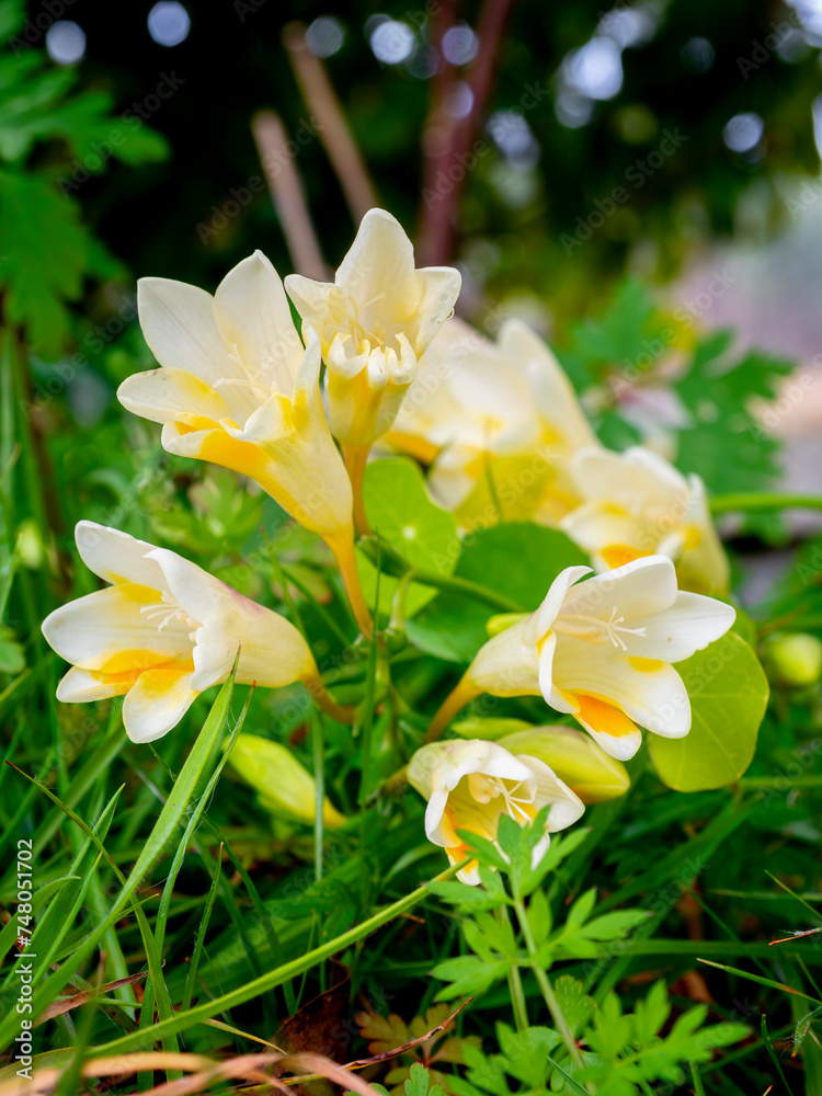 selective focus of white freesia flowers in a garden with blurred background selective focus of white freesia flowers in a garden with blurred background