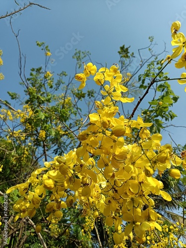 Cassia fistula, also known as golden shower, purging cassia, Indian laburnum, Kani Konna, Konna Poo or pudding pipe tree, is a flowering plant in the family Fabaceae. 
