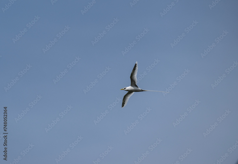 A white-tailed chaise bird soars with its wings spread on a sunny day on one of the Seychelles islands A white-tailed chaise bird soars with its wings spread on a sunny day on one of the Seychelles islands