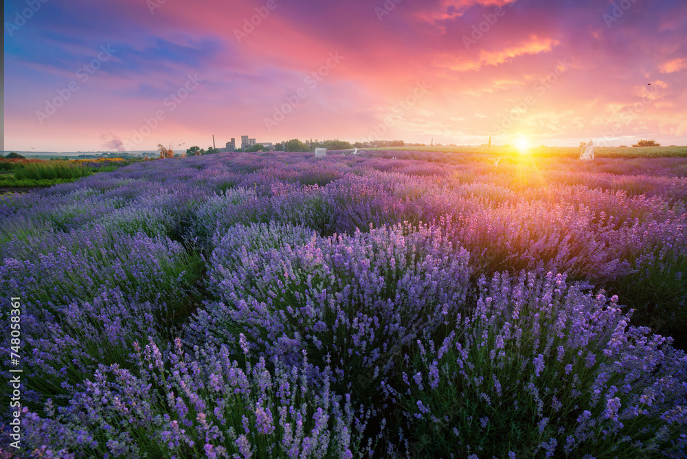 Lavender field summer sunset landscape near Valensole.Provence,France. High quality photo Lavender field summer sunset landscape near Valensole.Provence,France. High quality photo