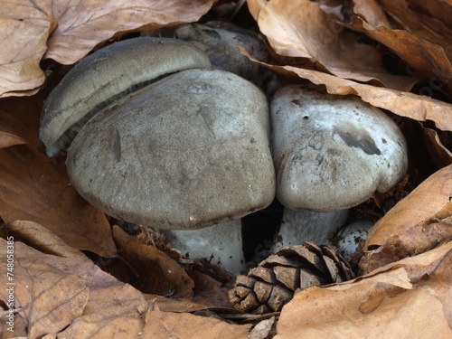 Edible March mushrooms (Hygrophorus marzuolus) in the leaves photo