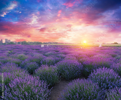Lavender field summer sunset landscape near Valensole.Provence,France. High quality photo © kishivan