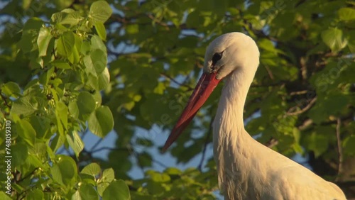 stork on a tree in springtime