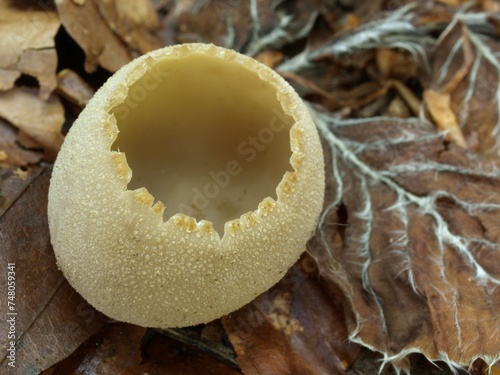 Cup fungus (Tarzetta scotica) in the leaves photo