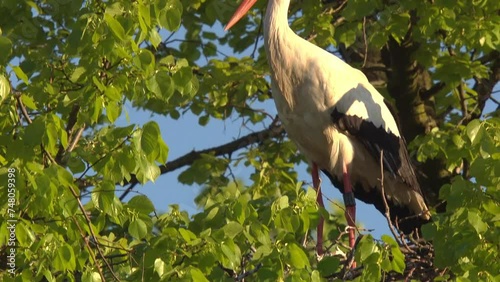 stork on a tree in springtime (slide)