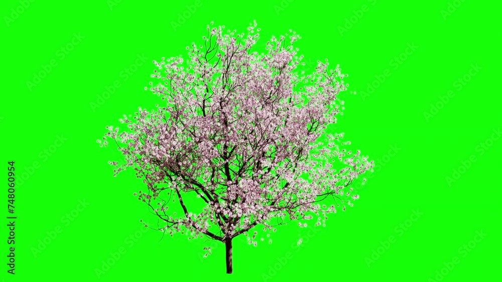 sakura tree on green background. sakura tree in 3d isolated. 3d animation of a cherry tree in the wind sakura tree on green background. sakura tree in 3d isolated. 3d animation of a cherry tree in the wind
