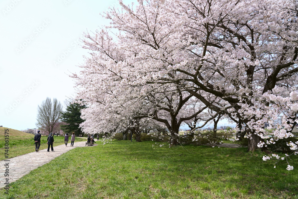 Cherry blossoms blooming in spring at Kitakami tenshochi park in Iwate Prefecture, Japan.