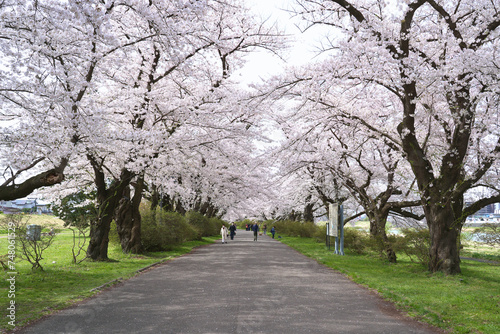 The walkway in Kitakami Tenshochi Park is lined with cherry blossoms blooming in spring in Iwate Prefecture, Japan.
