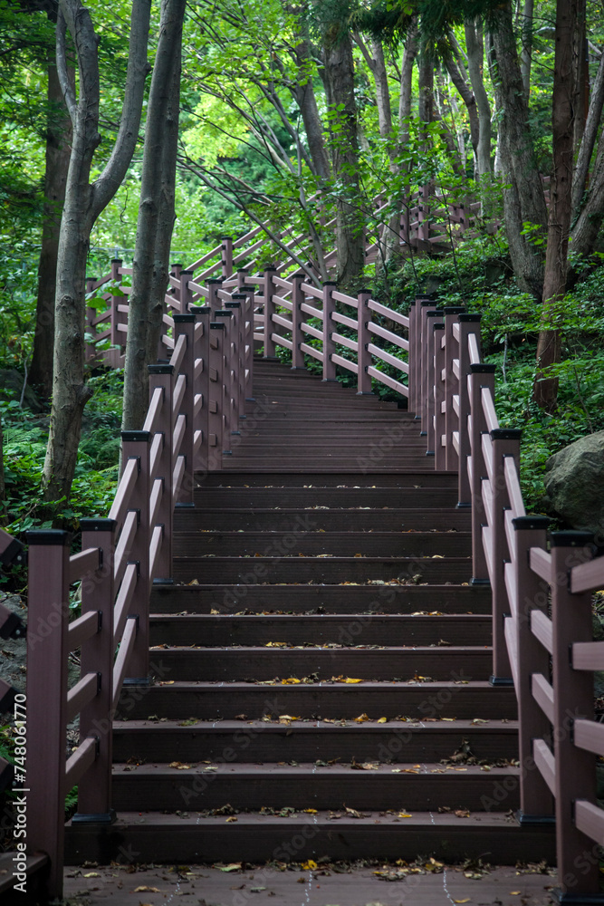 Wooden stairway in the forest