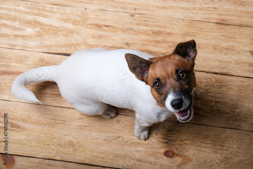 A Jack Russell Terrier dog sits on a wooden floor and looks up at the top.