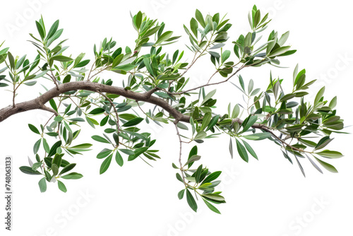 branch of a olive tree with leaves isolated on white or transparent png photo