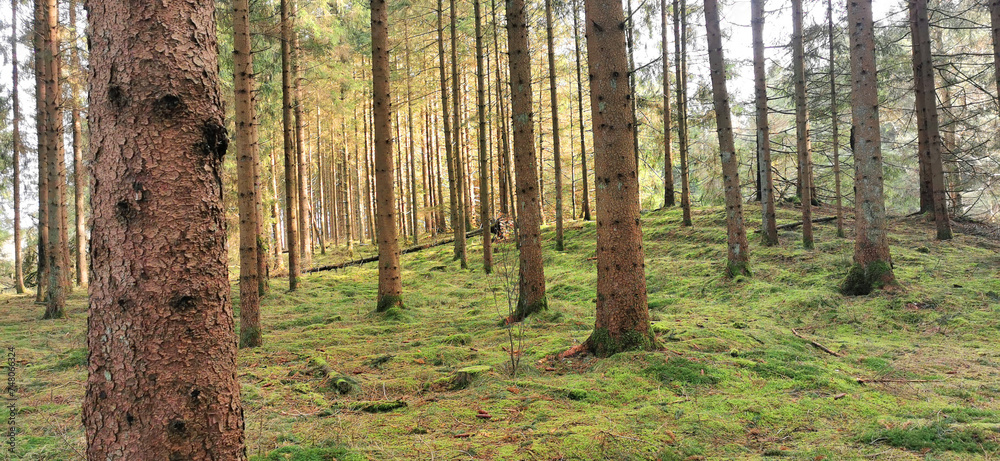 Naklejka premium Pine forest with green mossy ground and tree trunks in sun light