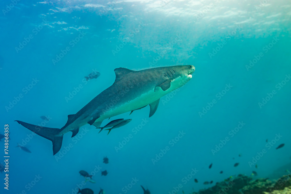 Tiger Shark Emerging: Underwater Predatory Encounter