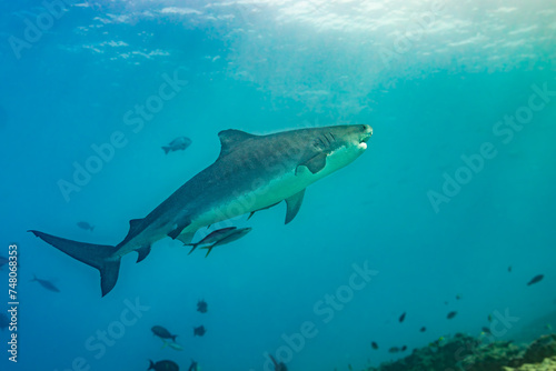 Tiger Shark Emerging: Underwater Predatory Encounter © bearacreative
