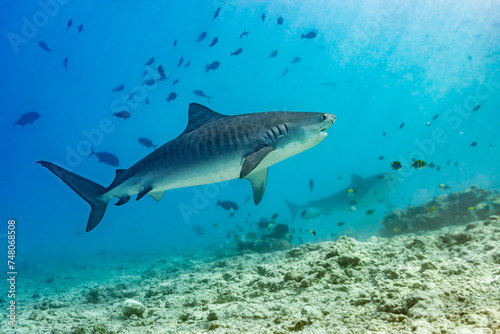 Tiger Shark Swimming in Fuvahmulah Waters photo