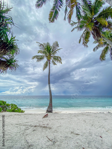 Solitary Palm Tree on Fuvahmulah Beach