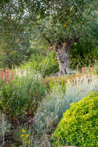 mediterraner Garten mit Olivenbaum 