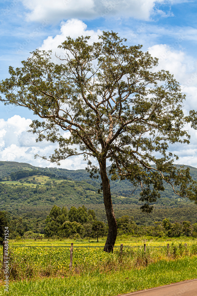 Obraz premium Uma linda árvore em meio as plantações de café e feijão 