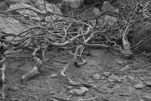 branches in black and white