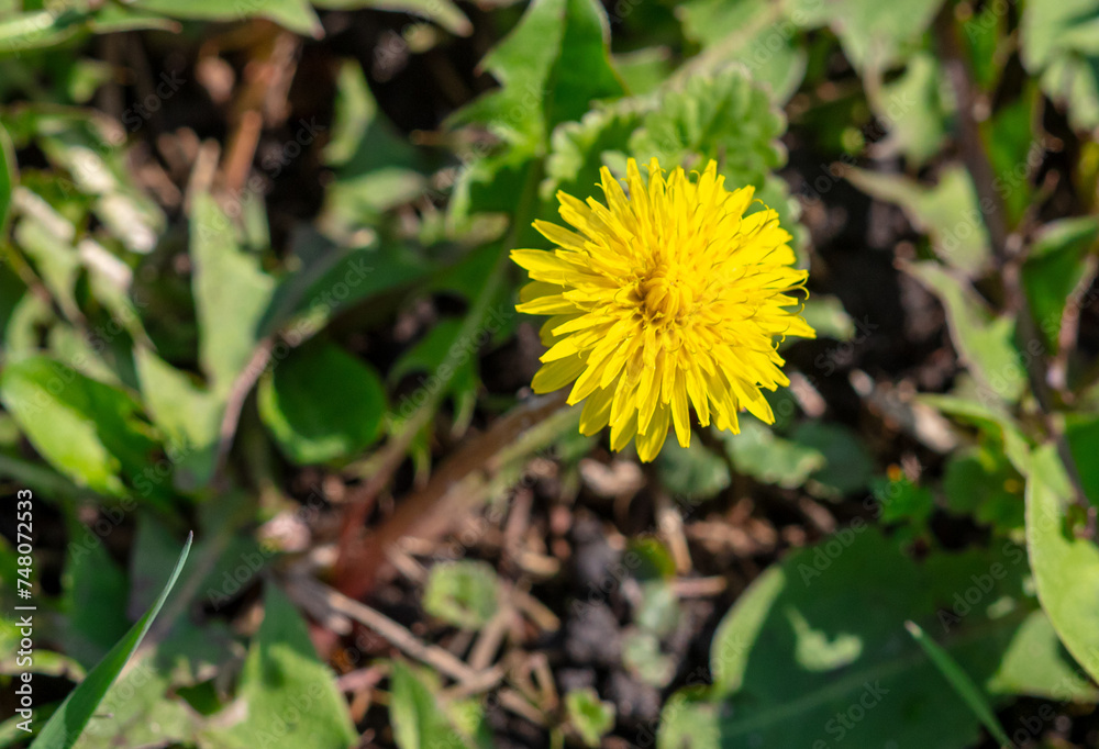 Yellow dandelion flowers in nature in spring Yellow dandelion flowers in nature in spring