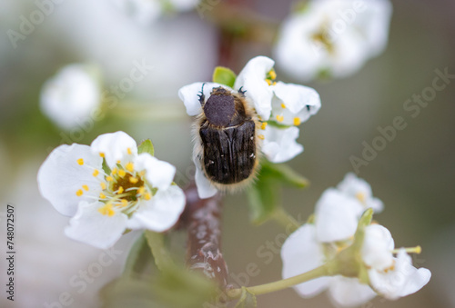 Beetle in a white flower tree. Macro photo