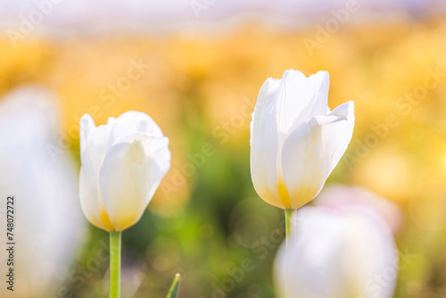 White Tulip in Spring under sun ray, Beautiful and colourful tulip on sun light.