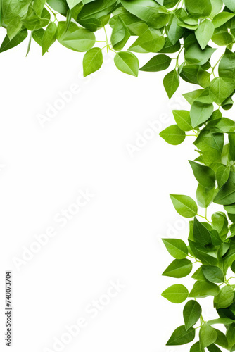 Green plant with leaves on white background with place for text.