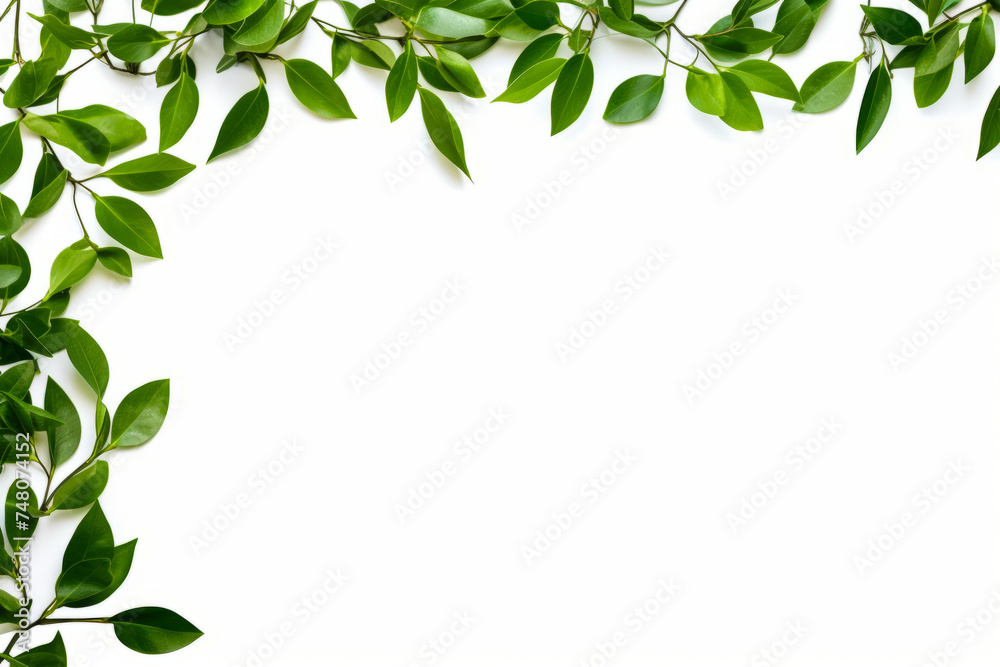 White background with green leaves and branches on it, with place for text.
