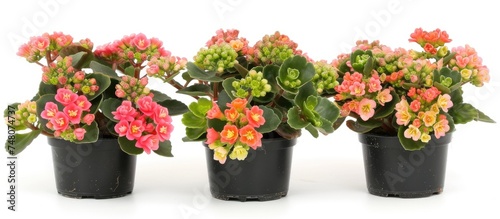 Three small ornamental Kalanchoe Blossfeldiana plants are grouped together in pots  showcasing their vibrant colors and unique textures.