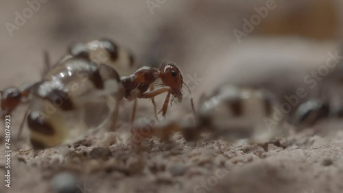 honeypot ants in their burrow in the Sonoran Desert photo