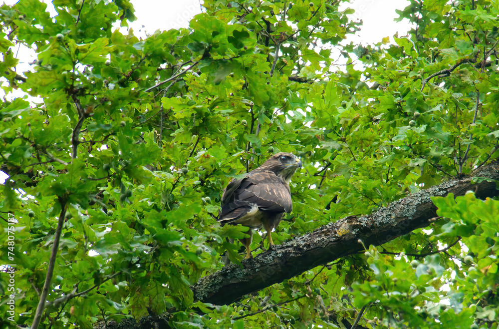 Wächter der Höhen: Mäusebussard in der Baumkrone Wächter der Höhen: Mäusebussard in der Baumkrone