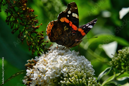 Duftende Eleganz: Admiral-Schmetterling auf Lavendelblüten photo