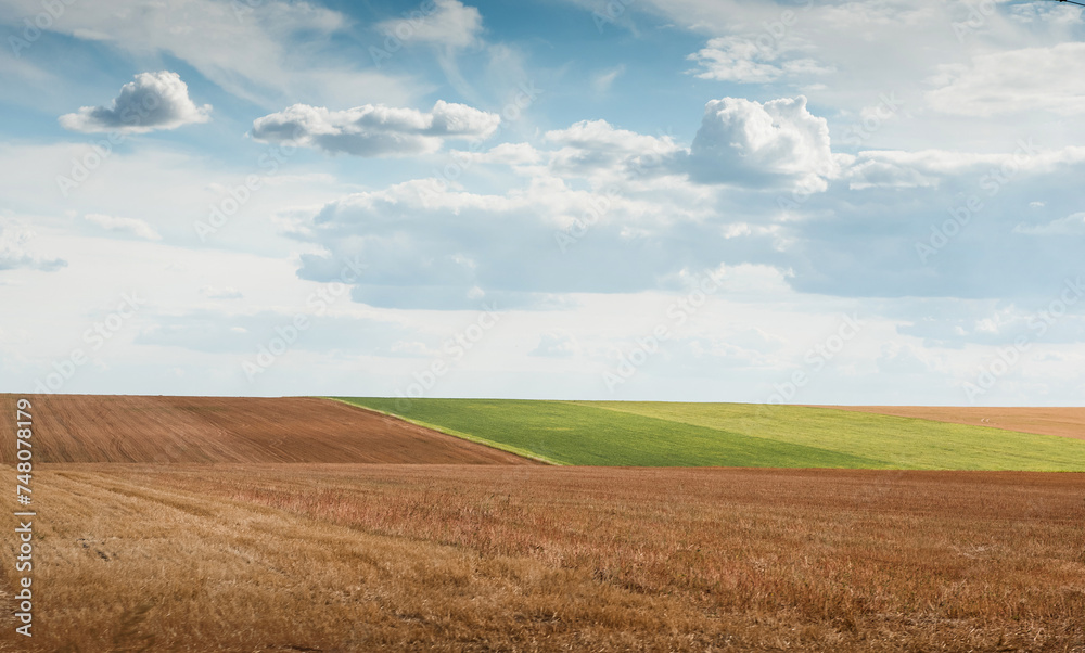 Agriculrural field splitted into few sections on a sunny day in August. Countryside landscape - dry and green colored crops under a sky with few clouds on it.