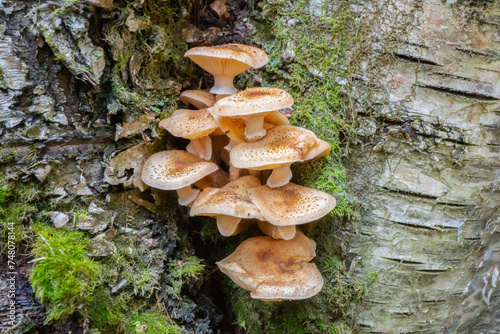 Armillaria mellea - honey fungus in forest - very taste edible mushroom. edible beautiful mushroom.