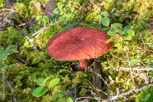 Mushrooms with yellow pores and bright brown caps, Suillus cavipes or Boletinus cavipes, grow in moss in the taiga forest. Close-up. photo