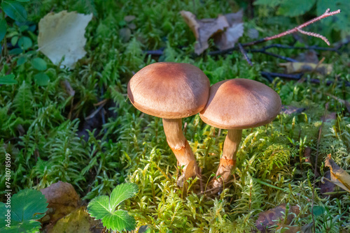Inedible mushrooms on moss illuminated by the sun in the forest. Mushroom picking  close-up.
