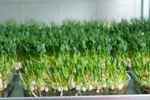 Juicy young shoots of micro-greenery close-up. Growing seeds in photo