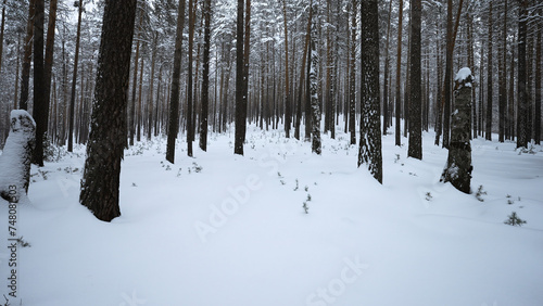 Beautiful dive into winter forest. Media. Video walk in calm winter forest. Beautiful wild forest with snow on winter day