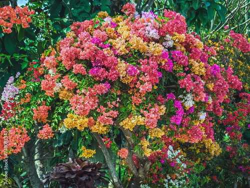 Colorful of Bougainvillea spectabilis  great bougainvillea  flowers. The beautiful multicolored of bougainvillea flowers planted in the garden. Nature background. Bougainvillea flower  Paper flower.