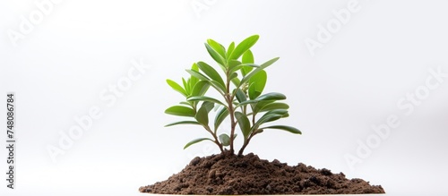 A small plant is emerging from a pile of dirt  showcasing the process of growth and development in nature. The green leaves contrast against the brown soil  symbolizing resilience and renewal.