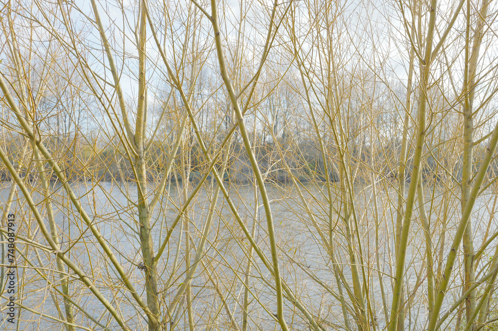 Saules en hiver poussant sur les rives de la Loire Saules en hiver poussant sur les rives de la Loire