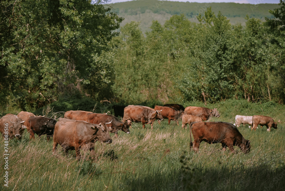 Herd of brown cows grazing in the meadow near the green forest on a sunny day Herd of brown cows grazing in the meadow near the green forest on a sunny day