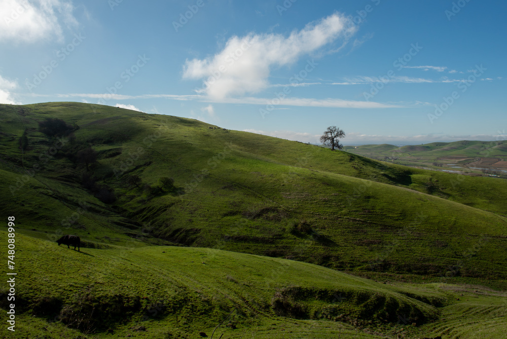 A hill with green grass at the Lagoon Valley Park in Vacaville, CA, showing signs of erosion, blue grass and sky copy-space