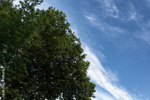 A tree branches on the background of blue cloudy sky