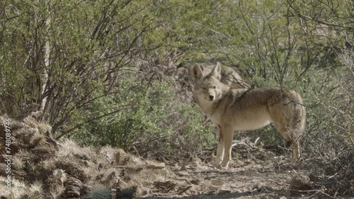 coyote in the Sonoran Desert photo