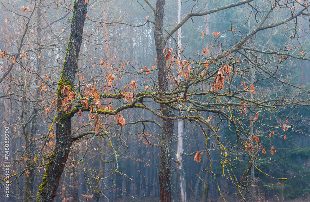 Detail of orange oak tree in misty fog. Czech tranquil landscape, early spring forest Detail of orange oak tree in misty fog. Czech tranquil landscape, early spring forest