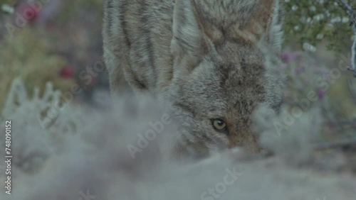 coyote eats something behind a bush in the Sonoran Desert photo