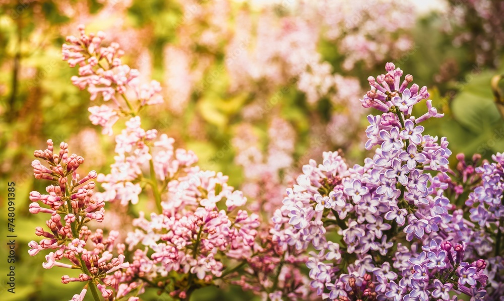 Purple, fragrant lilac. Beautiful spring background.