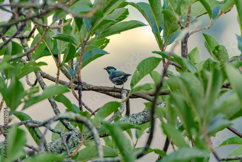 Golden-browed Chlorophonia photo